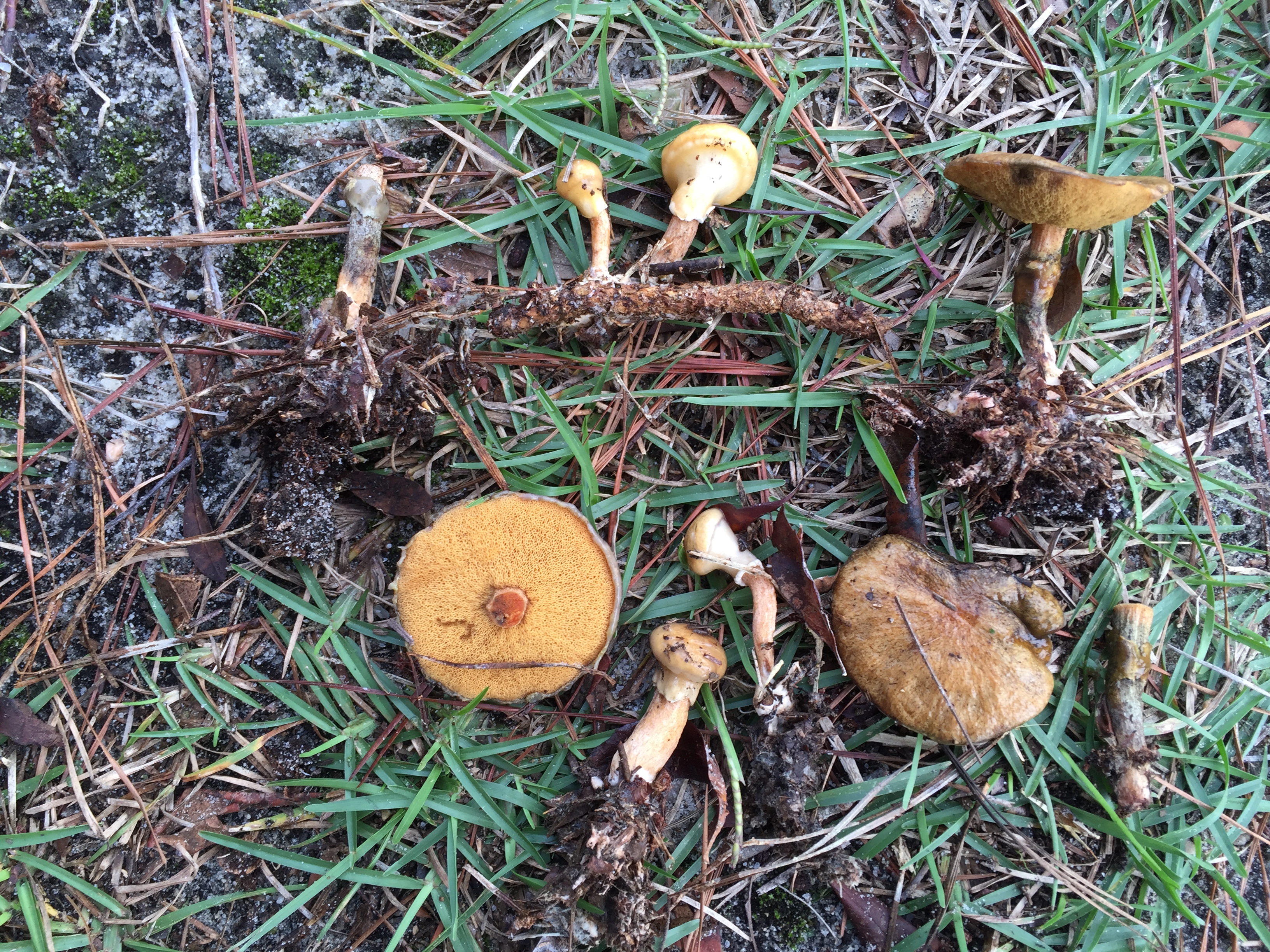 Suillus cothurnatus
