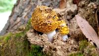 Amanita flavorubens image