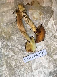 Suillus luteus image