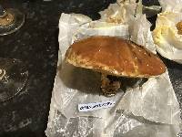 Suillus luteus image