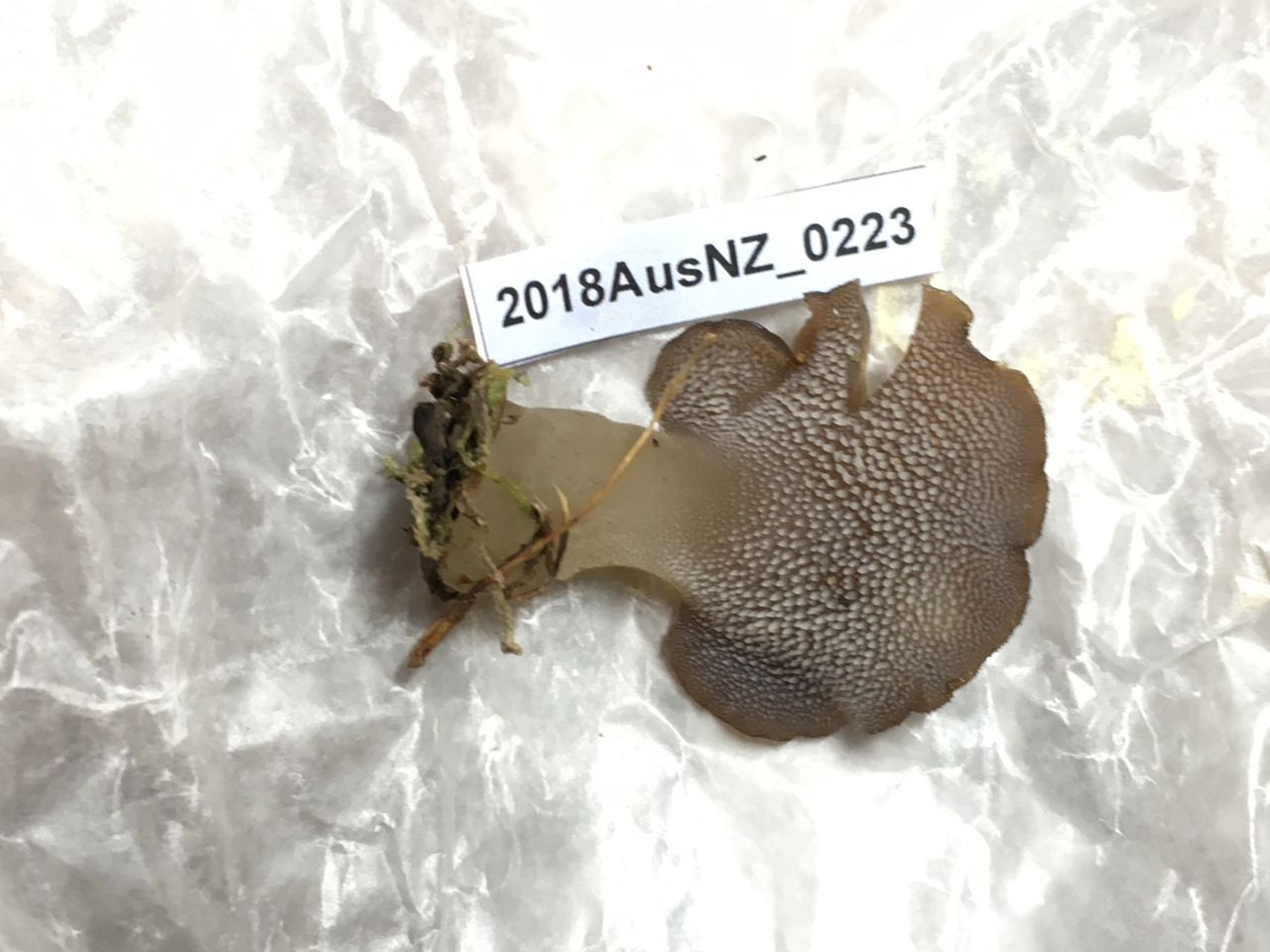 Pseudohydnum
