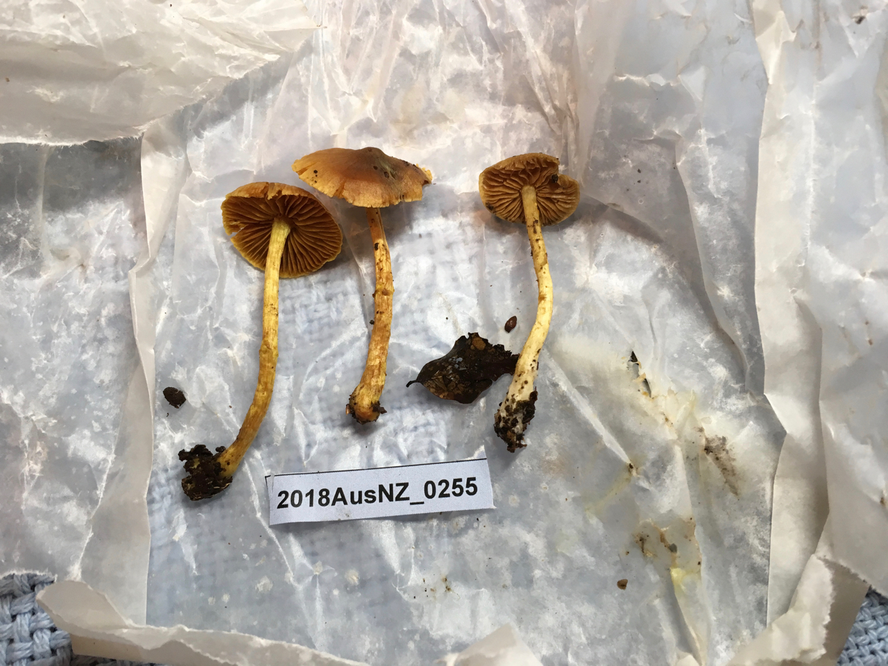 Dermocybe