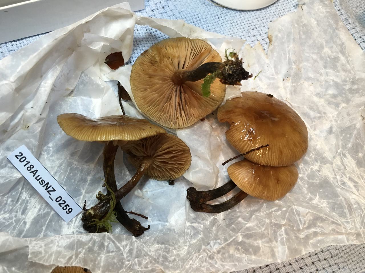 Armillaria novae-zelandiae thumbnail