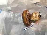 Suillus luteus image