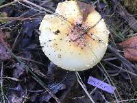 Media resource of Amanita regalis