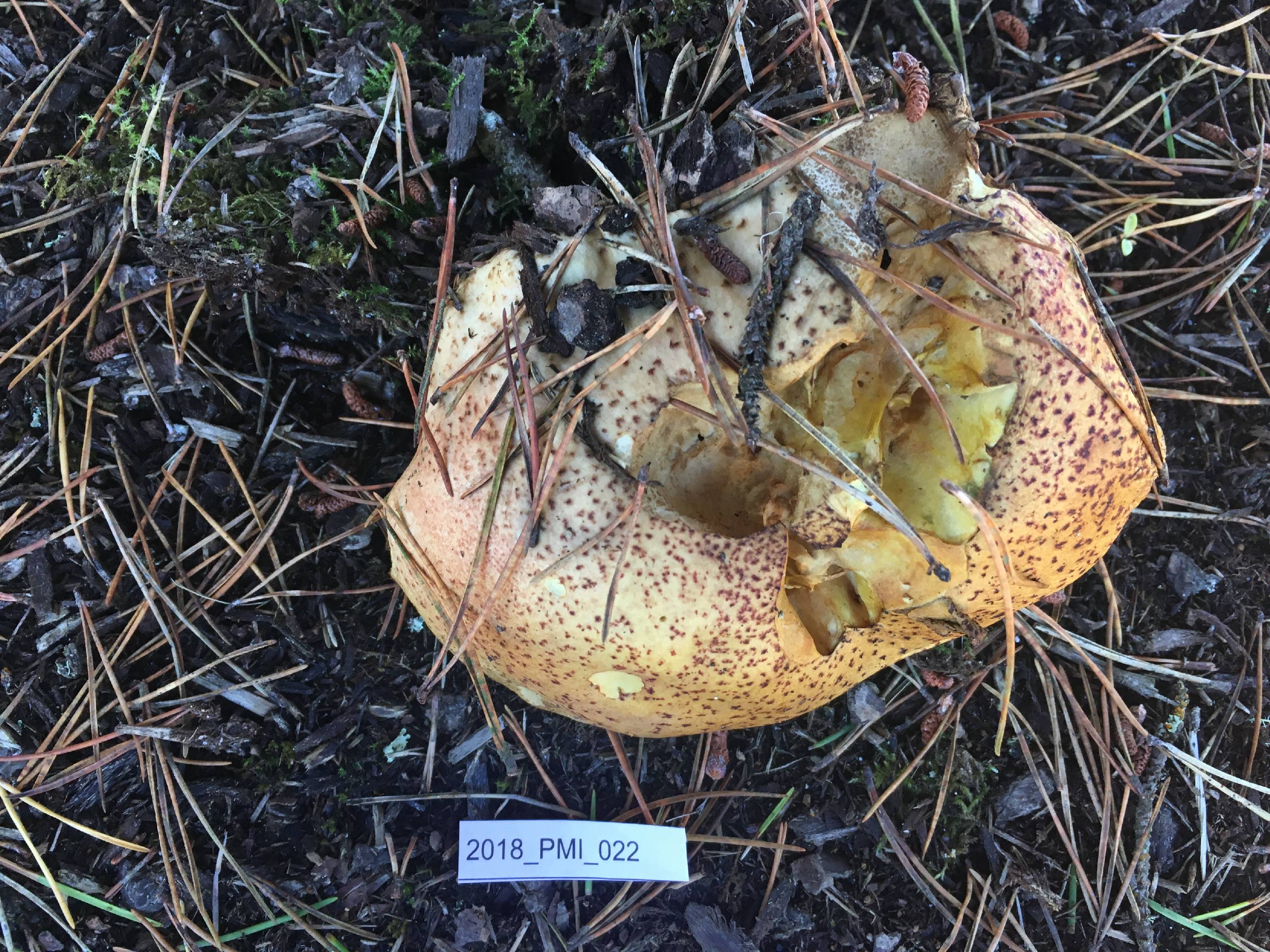 Suillus tomentosus