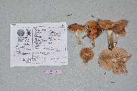 Hebeloma sporadicum image