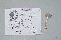 Inocybe lilacina image
