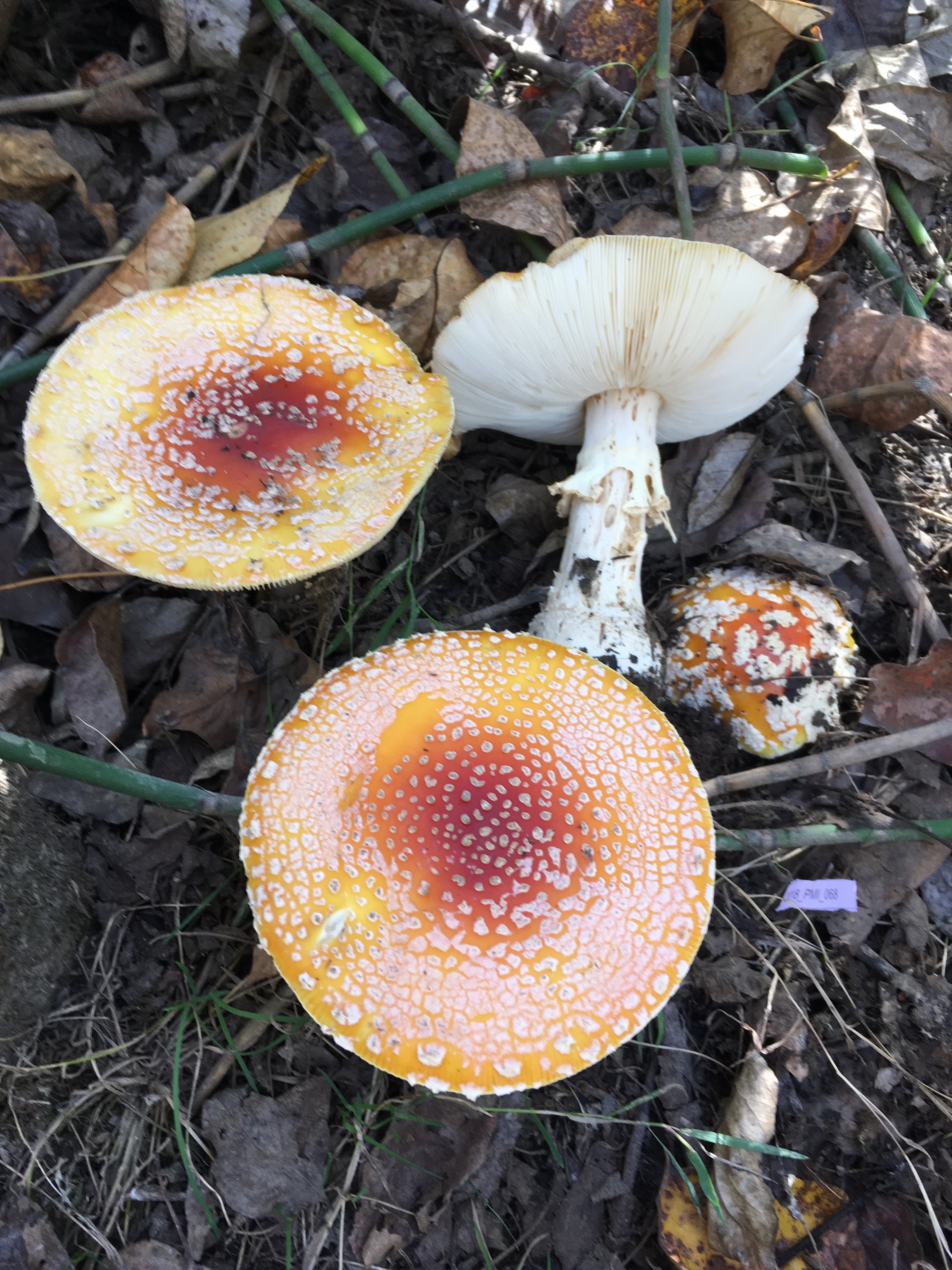 Amanita regalis thumbnail