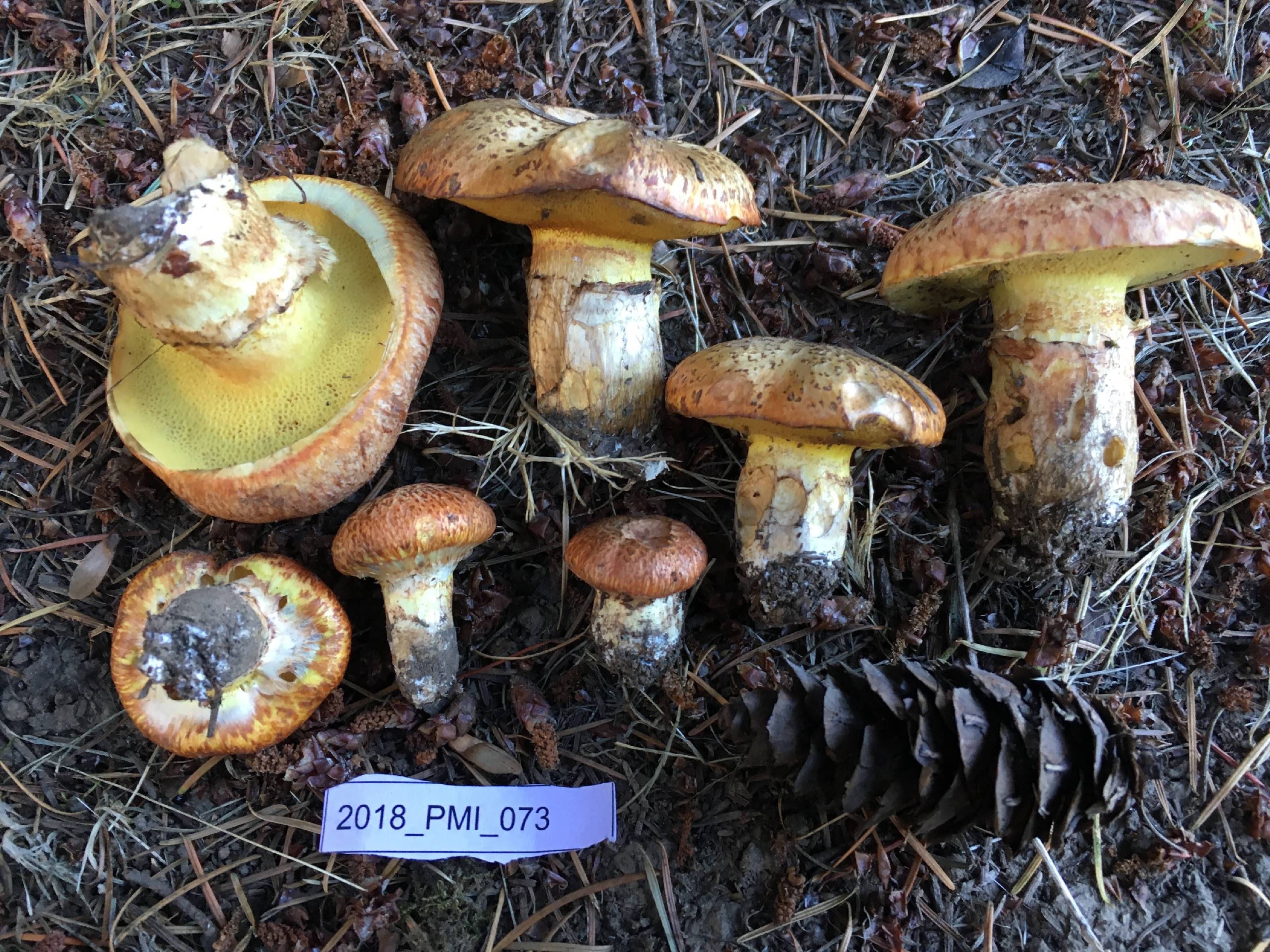 Suillus caerulescens