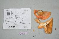 Russula vinosa image