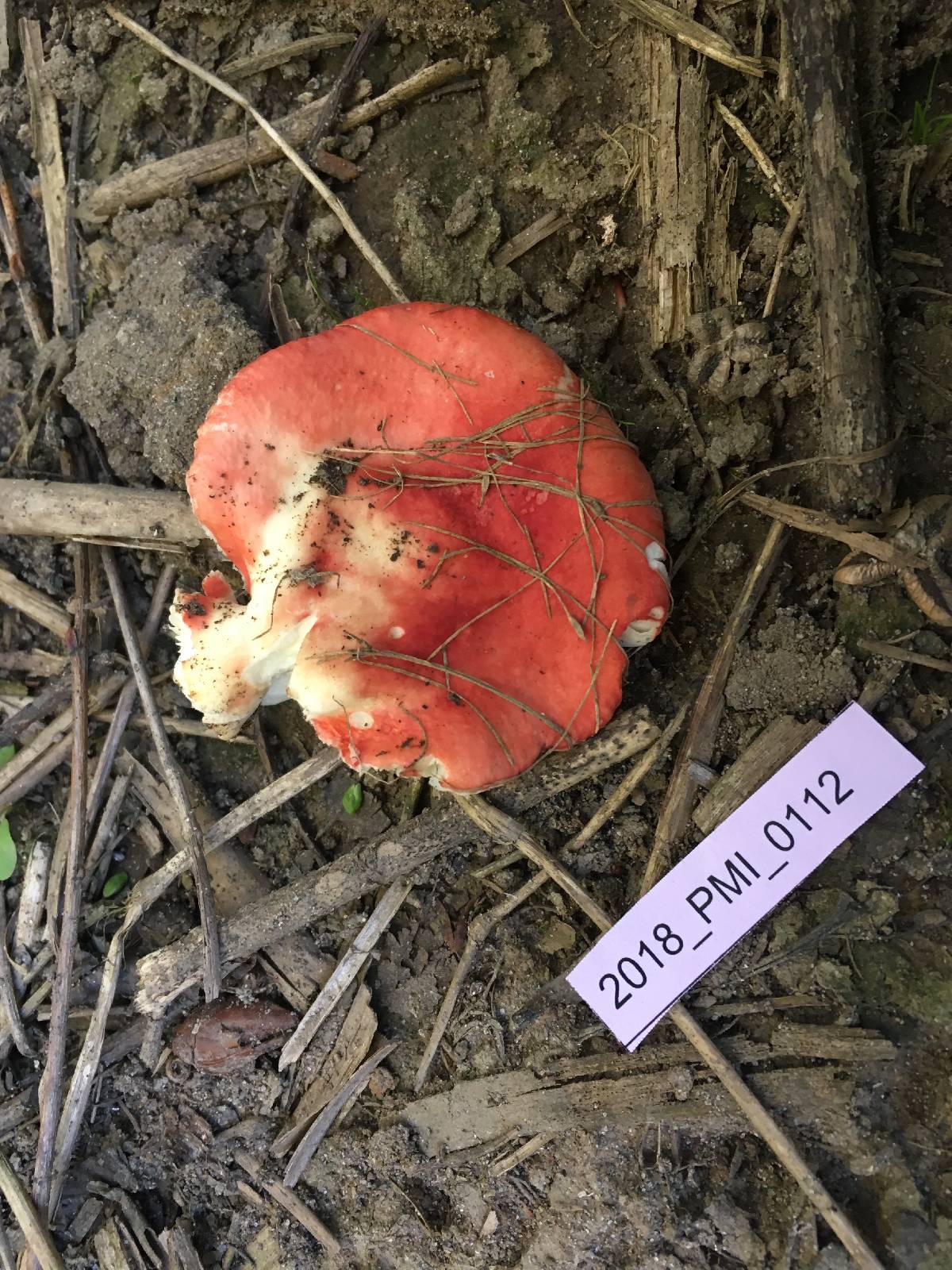 Russula persicina image