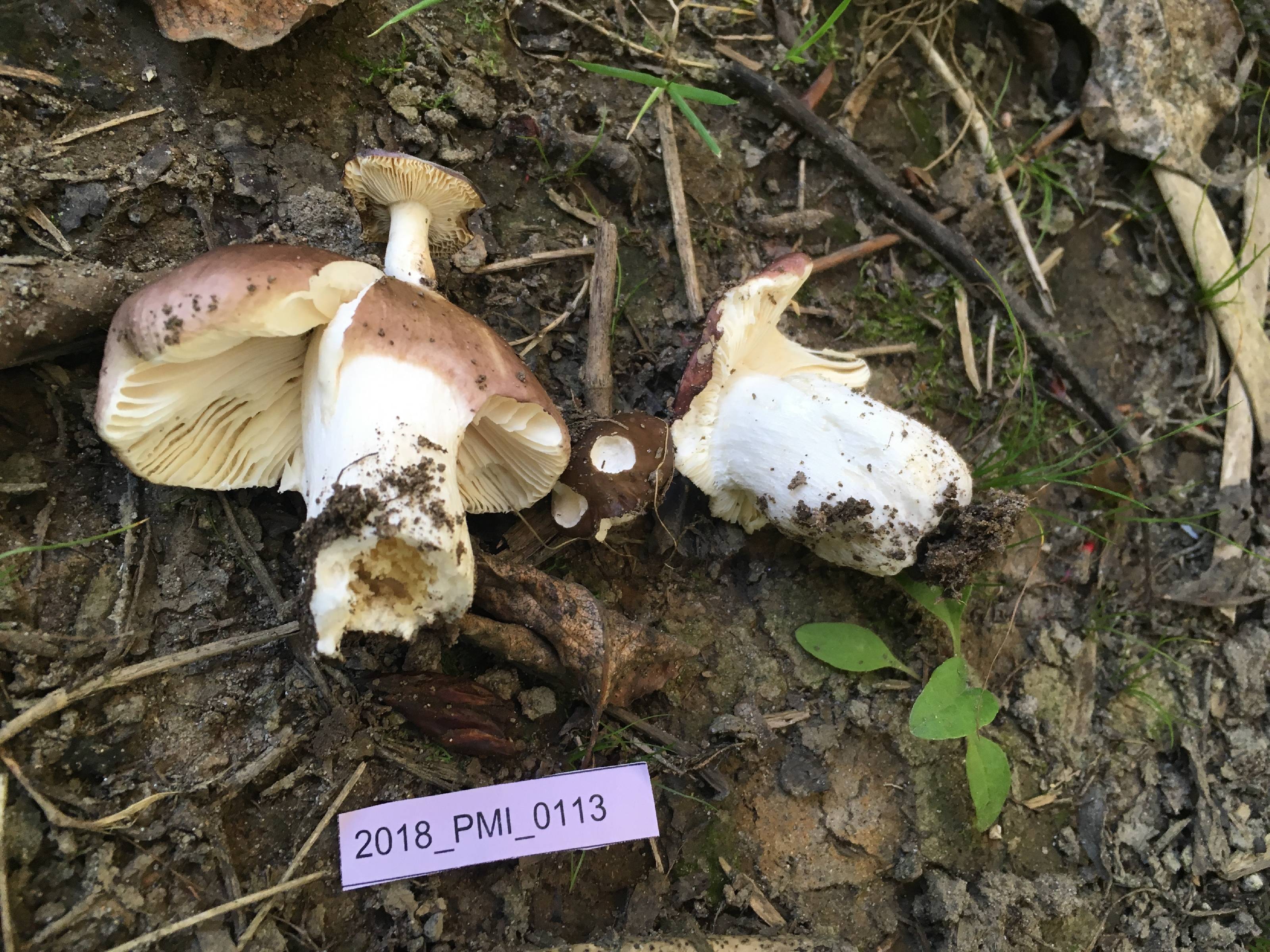Russula violacea thumbnail