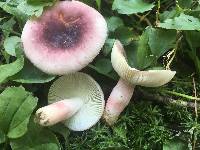 Russula mariae image