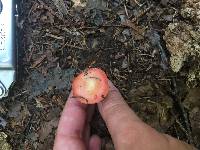 Russula montana image