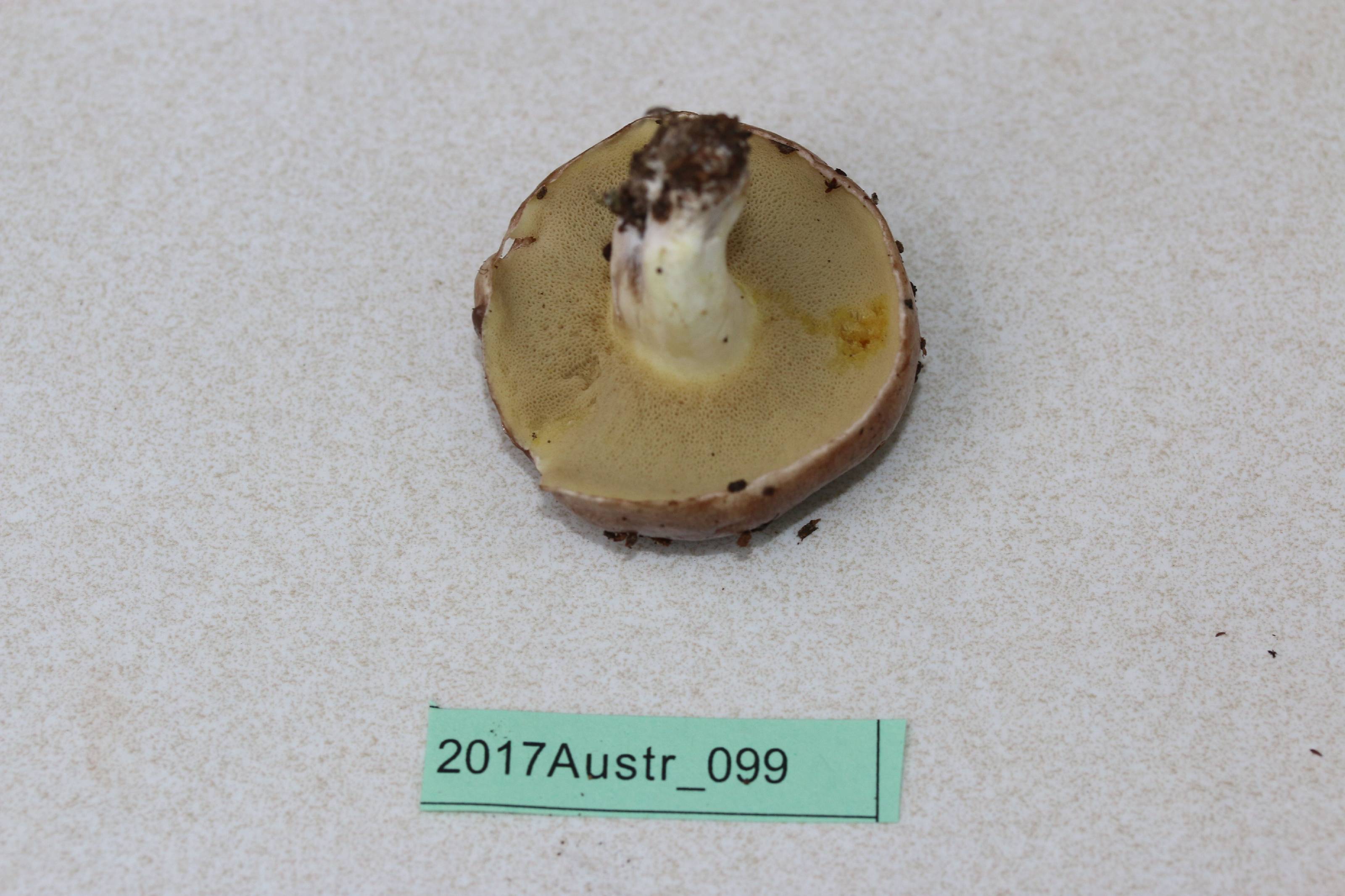 Suillus subacerbus