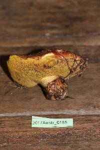 Suillus luteus image