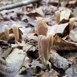 Clavariadelphus americanus image