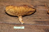Suillus luteus image