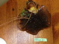 Suillus quiescens image