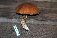 Suillus luteus image