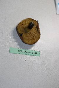 Suillus luteus image