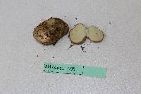 Rhizopogon occidentalis image