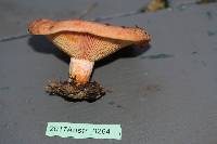 Lactarius deliciosus image
