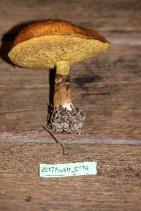 Suillus luteus image