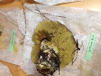 Suillus quiescens image