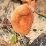 Lactarius hygrophoroides thumbnail