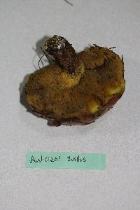 Suillus luteus image