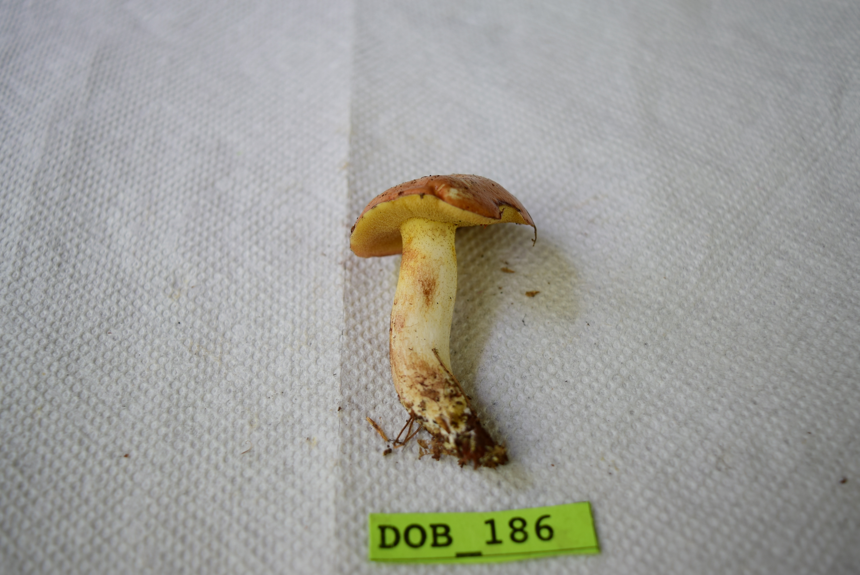 Suillus granulatus