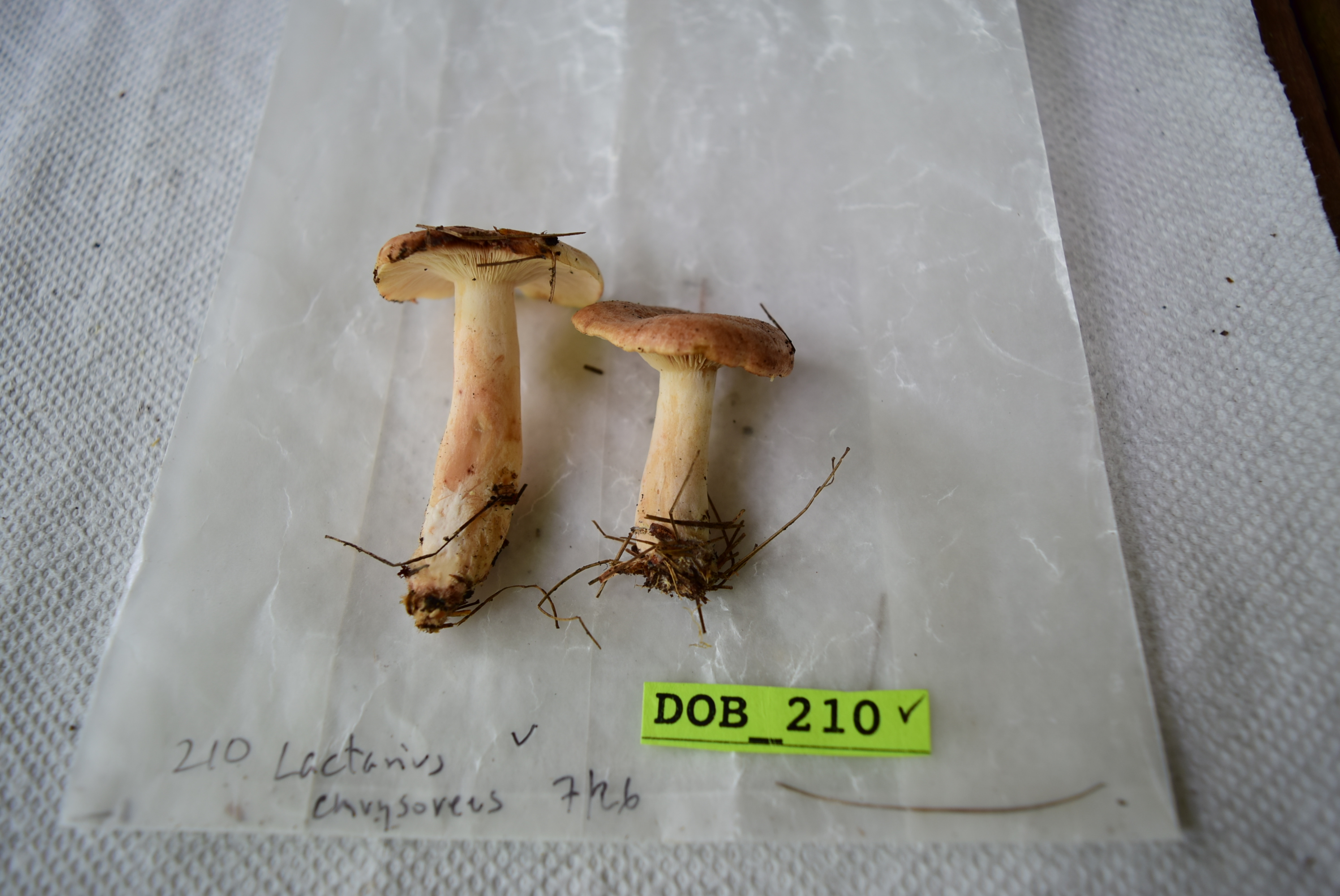 Lactarius chrysorrheus thumbnail