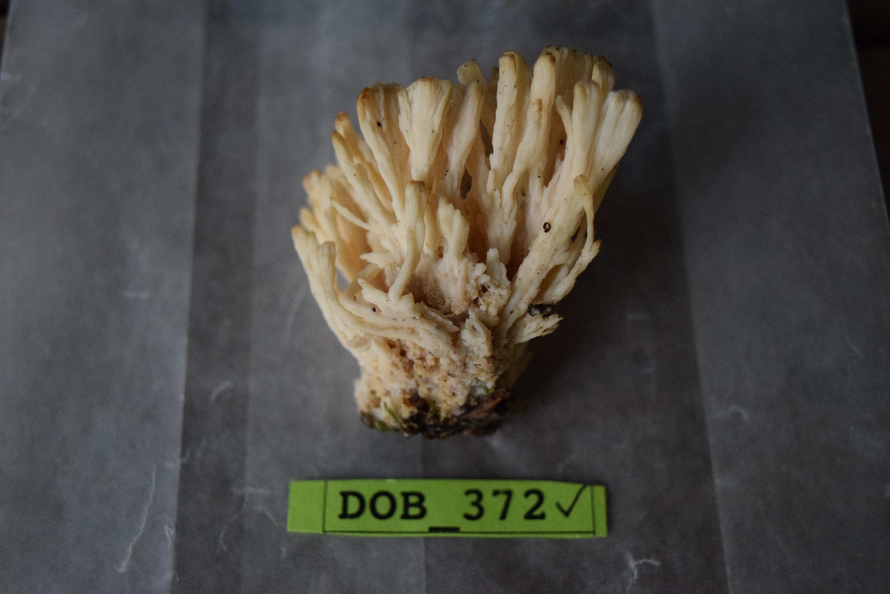 Tremellodendron