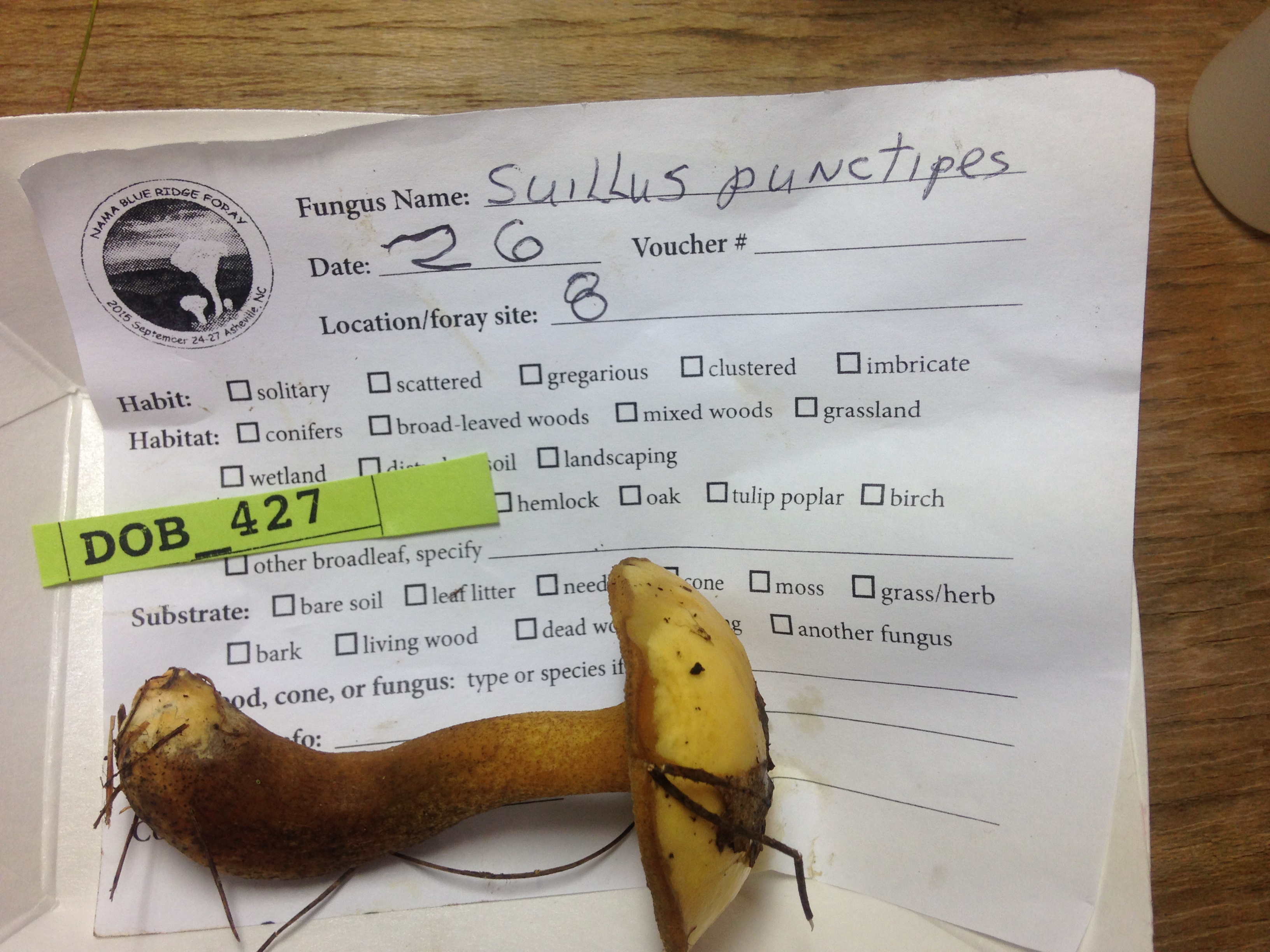 Suillus punctipes