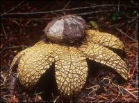 Media resource of Astraeus pteridis