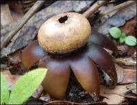 Media resource of Astraeus hygrometricus