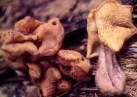 Media resource of Gyromitra infula