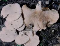 Media resource of Clitopilus prunulus
