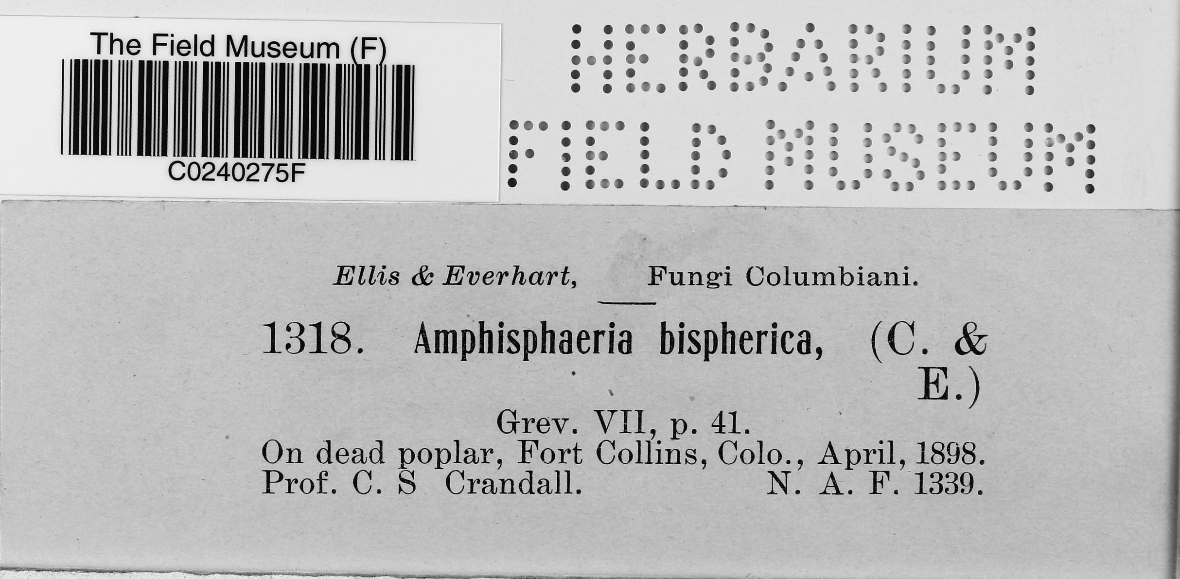 Didymosphaeria bisphaerica image