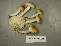 Hygrophorus tennesseensis image