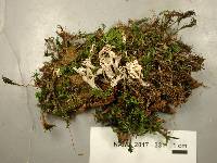 Clavulina coralloides image