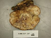 Lentinellus ursinus image