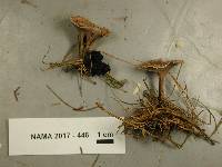 Thelephora vialis image