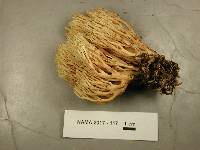 Ramaria stricta image