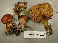 Suillus grevillei image