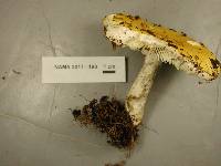 Russula claroflava image