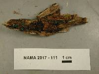 Chlorociboria aeruginascens image