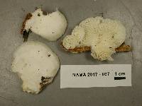 Pleurocybella porrigens image